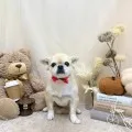 2025年10月14日20時44分投稿　ギャラリー記事「今日のわんちゃん♪」　投稿画像