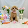 2025年05月10日18時00分投稿　ギャラリー記事「今日のわんちゃん♪」　投稿画像