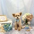 2026年06月30日02時41分投稿　ギャラリー記事「今日のわんちゃん♪」　投稿画像