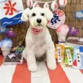 2025年09月14日12時53分投稿　ギャラリー記事「今日のわんちゃん♪」　投稿画像