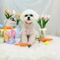 2025年06月07日21時08分投稿　ギャラリー記事「今日のわんちゃん♪」　投稿画像