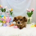 2025年05月23日21時30分投稿　ギャラリー記事「今日のわんちゃん♪」　投稿画像
