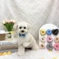 2026年05月10日20時10分投稿　ギャラリー記事「今日のわんちゃん♪」　投稿画像