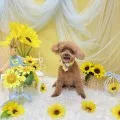 2025年07月19日12時39分投稿　ギャラリー記事「今日のわんちゃん♪」　投稿画像
