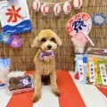 2025年08月02日18時09分投稿　ギャラリー記事「今日のわんちゃん♪」　投稿画像