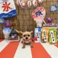 2025年08月09日18時00分投稿　ギャラリー記事「今日のわんちゃん♪」　投稿画像