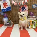 2025年08月23日18時30分投稿　ギャラリー記事「今日のわんちゃん♪」　投稿画像