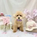 2026年06月18日04時35分投稿　ギャラリー記事「今日のわんちゃん♪」　投稿画像