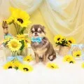 2025年07月07日18時00分投稿　ギャラリー記事「今日のわんちゃん♪」　投稿画像