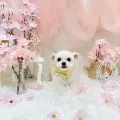 2025年05月10日00時12分投稿　ギャラリー記事「今日のわんちゃん♪」　投稿画像