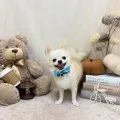 2025年10月14日20時38分投稿　ギャラリー記事「今日のわんちゃん♪」　投稿画像