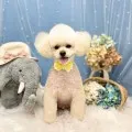 2025年06月08日15時49分投稿　ギャラリー記事「今日のわんちゃん♪」　投稿画像