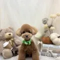 2025年09月14日13時00分投稿　ギャラリー記事「今日のわんちゃん♪」　投稿画像