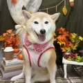 2025年11月28日22時58分投稿　ギャラリー記事「今日のわんちゃん♪」　投稿画像