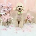 2025年05月10日00時12分投稿　ギャラリー記事「今日のわんちゃん♪」　投稿画像