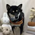 2026年10月04日07時06分投稿　ギャラリー記事「今日のわんちゃん♪」　投稿画像