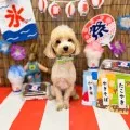2025年08月02日18時09分投稿　ギャラリー記事「今日のわんちゃん♪」　投稿画像