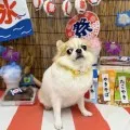 2025年08月23日18時30分投稿　ギャラリー記事「今日のわんちゃん♪」　投稿画像