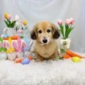 2025年06月08日08時37分投稿　ギャラリー記事「今日のわんちゃん♪」　投稿画像