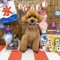 2025年08月23日18時30分投稿　ギャラリー記事「今日のわんちゃん♪」　投稿画像