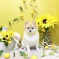 2026年07月07日00時27分投稿　ギャラリー記事「今日のわんちゃん♪」　投稿画像