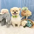 2025年06月17日15時52分投稿　ギャラリー記事「今日のわんちゃん♪」　投稿画像