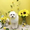 2026年07月21日12時41分投稿　ギャラリー記事「今日のわんちゃん♪」　投稿画像