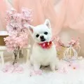 2025年05月10日00時48分投稿　ギャラリー記事「今日のわんちゃん♪」　投稿画像