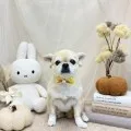 2026年09月19日18時36分投稿　ギャラリー記事「今日のわんちゃん♪」　投稿画像