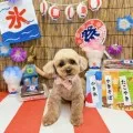 2025年08月03日18時00分投稿　ギャラリー記事「今日のわんちゃん♪」　投稿画像