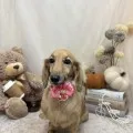2025年10月15日00時30分投稿　ギャラリー記事「今日のわんちゃん」　投稿画像