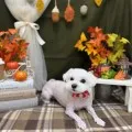 2025年11月28日22時58分投稿　ギャラリー記事「今日のわんちゃん♪」　投稿画像