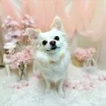 2025年05月10日00時03分投稿　ギャラリー記事「今日のわんちゃん♪」　投稿画像