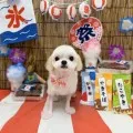 2025年08月15日18時30分投稿　ギャラリー記事「今日のわんちゃん♪」　投稿画像