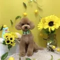2026年07月03日02時36分投稿　ギャラリー記事「今日のわんちゃん♪」　投稿画像