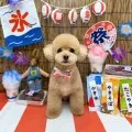 2025年08月27日12時16分投稿　ギャラリー記事「今日のわんちゃん♪」　投稿画像