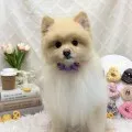 2026年05月22日00時52分投稿　ギャラリー記事「今日のわんちゃん♪」　投稿画像
