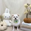 2026年09月22日07時45分投稿　ギャラリー記事「今日のわんちゃん♪」　投稿画像
