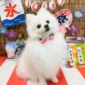 2025年08月27日12時16分投稿　ギャラリー記事「今日のわんちゃん♪」　投稿画像