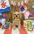 2025年09月14日12時59分投稿　ギャラリー記事「今日のわんちゃん♪」　投稿画像