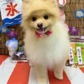 2025年08月27日12時14分投稿　ギャラリー記事「今日のわんちゃん♪」　投稿画像