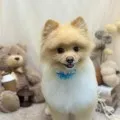 2025年10月14日20時35分投稿　ギャラリー記事「今日のわんちゃん♪」　投稿画像