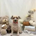 2025年10月14日20時38分投稿　ギャラリー記事「今日のわんちゃん♪」　投稿画像