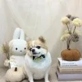 2026年09月26日09時23分投稿　ギャラリー記事「今日のわんちゃん♪」　投稿画像