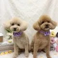 2026年05月25日04時54分投稿　ギャラリー記事「今日のわんちゃん♪」　投稿画像