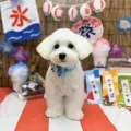 2025年08月27日12時14分投稿　ギャラリー記事「今日のわんちゃん♪」　投稿画像