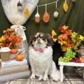 2025年11月28日18時00分投稿 ギャラリー記事「今日のわんちゃん♪」 投稿画像