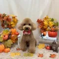 2025年10月15日00時44分投稿　ギャラリー記事「今日のわんちゃん♪」　投稿画像