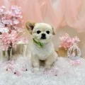 2025年05月28日14時17分投稿　ギャラリー記事「今日のわんちゃん♪」　投稿画像