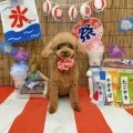 2025年08月27日12時13分投稿　ギャラリー記事「今日のわんちゃん♪」　投稿画像